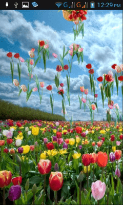 Screenshot of the application Tulips - #4