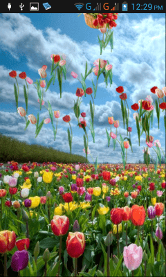 Screenshot of the application Tulips - #6