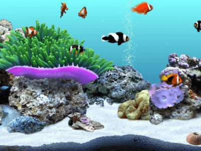 Screenshot of the application DigiFish Clownfish - #1