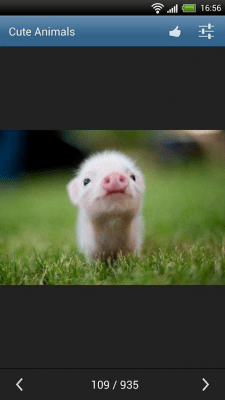 Screenshot of the application Cute animals - #7