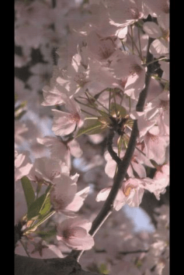 Screenshot of the application Flower Wind - #2