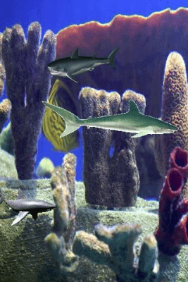 Screenshot of the application Shark Pond - #2