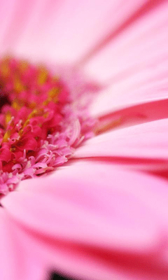 Screenshot of the application Daisy Wallpapers - #3