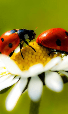 Screenshot of the application Daisy Wallpapers - #4