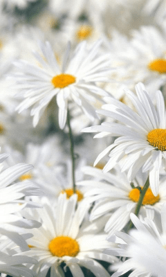 Screenshot of the application Daisy Wallpapers - #5