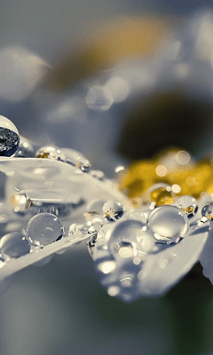 Screenshot of the application Daisy Wallpapers - #6