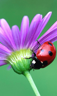 Screenshot of the application Daisy Wallpapers - #7