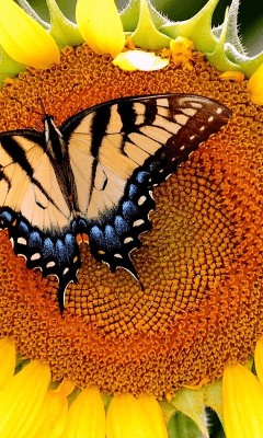 Screenshot of the application Sunflower Wallpapers - #3