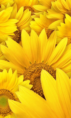 Screenshot of the application Sunflower Wallpapers - #4