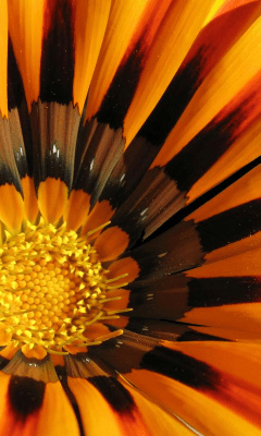 Screenshot of the application Sunflower Wallpapers - #6