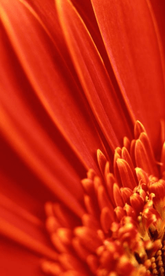 Screenshot of the application Sunflower Wallpapers - #7