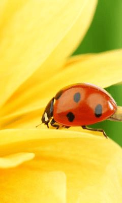 Screenshot of the application Sunflower Wallpapers - #8