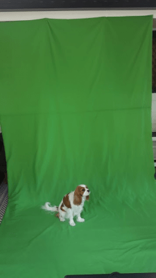 Screenshot of the application Green Screen Video - #4