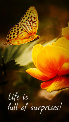 Screenshot of the application PicsPlay - Photo Editor - #5