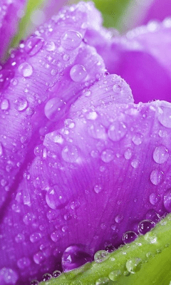 Screenshot of the application Tulip Wallpapers - #1