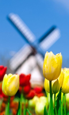 Screenshot of the application Tulip Wallpapers - #3