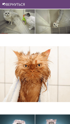 Screenshot of the application Funny Cats - #3