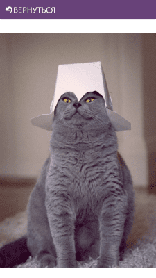 Screenshot of the application Funny Cats - #4