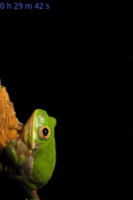 Screenshot of the application Crickets - #3