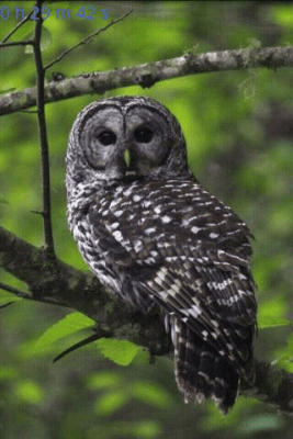 Screenshot of the application Crickets - #4