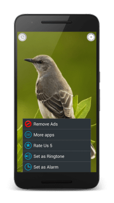 Screenshot of the application Sounds of Birds - #4