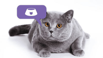 Screenshot of the application Cat Translator - #4