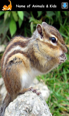 Screenshot of the application Learning Animal Sounds - #4