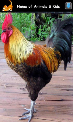 Screenshot of the application Learning Animal Sounds - #5