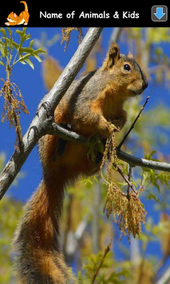 Screenshot of the application Learning Animal Sounds - #6