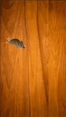 Screenshot of the application Game For Cats - #3