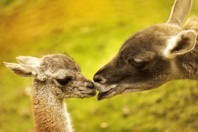 Screenshot of the application Cute Baby Animals Pictures - #4