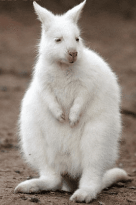 Screenshot of the application Cute Baby Animals Pictures - #5