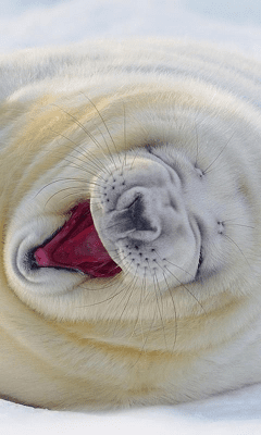 Screenshot of the application Funny Animals Wallpapers #1 - #4