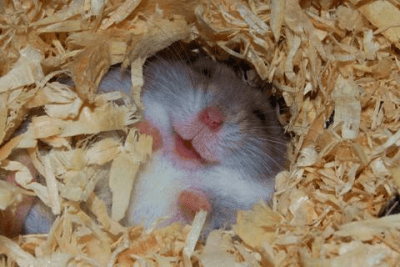 Screenshot of the application Funny Animals Wallpapers #1 - #5