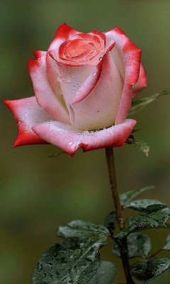 Screenshot of the application Flowers - #3