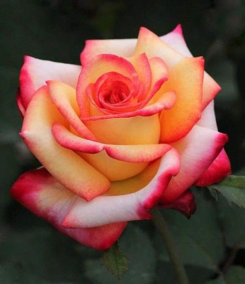 Screenshot of the application Flowers - #4