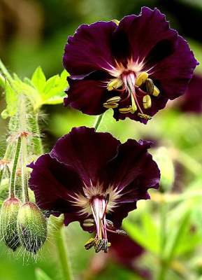 Screenshot of the application Flowers - #6