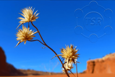 Screenshot of the application TSR Watermark Image Free - #3