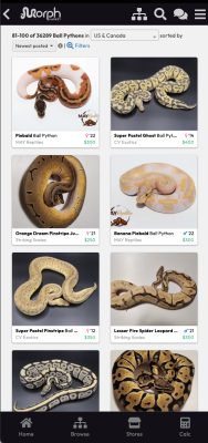 Screenshot of the application MorphMarket - #3