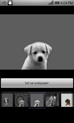 Screenshot of the application Beautiful dog wallpapers - #1