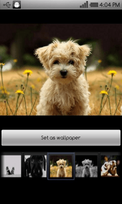 Screenshot of the application Beautiful dog wallpapers - #3