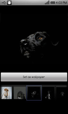Screenshot of the application Beautiful dog wallpapers - #4