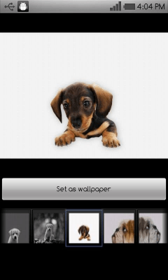 Screenshot of the application Beautiful dog wallpapers - #5