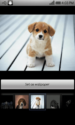 Screenshot of the application Beautiful dog wallpapers - #6
