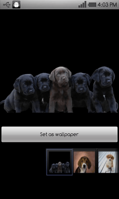Screenshot of the application Beautiful dog wallpapers - #7