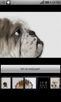 Screenshot of the application Beautiful dog wallpapers - #8