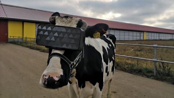 Cows from near Moscow were sent to virtual reality