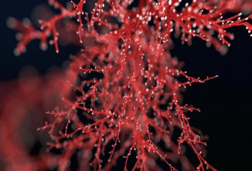 Blood vessels from a lab can defeat cancer, diabetes, and Alzheimer's disease